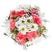 Radiating cheerful elegance, this carefully arranged bouquet stands out on a pure white background, embodying the uplifting essence of New Malden's gardens in full bloom. At the core, innocent white daisies with fresh lime-green centers extend outward, their neat petals reflecting clarity and gentle joy. Surrounding these, ruffled coral-pink carnations add depth and a sweet burst of colour, reminiscent of festive picnics at Manor Park. Dotted among the main blossoms, wispy baby's breath lends lightness, as though a soft breeze had swept through the bouquet, and slender alstroemeria buds peek from the lush foliage, their touches of purple and pink harmonising with the rest. Eucalyptus leaves, silvery and matte, weave through the greenery, balancing the composition and evoking the tranquil pathways along Beverley Brook. The result is a bouquet that feels both exuberant and serene-an apt reflection of New Malden itself. Ideal for same-day delivery within KT3, this bouquet makes an exquisite gift for milestones, heartfelt thanks, or simply to bring the freshness and beauty of expertly arranged flowers into the welcoming spaces of New Malden's homes, offices, or local cafés.
