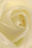 This intimate image immerses you in the heart of a New Malden rose, where each cream-white petal unfurls gracefully, drawing you deeper into its peaceful spiral. The soft folds glisten faintly, as if kissed by the gentle mist that sometimes settles over Malden Green in the early morning hours. There is a distinct yet subtle luminosity here, gentle shadows enhancing the rose's lush depth while maintaining an atmosphere of tranquility. The sensation is like pausing for a quiet moment near the Thames, where calm and clarity reign. A barely-there fragrance lingers, subtle and sweet-a testament to the care and dedication of New Malden florists. This evocative bloom, with its elegant simplicity and touch of local charm, perfectly expresses sympathy, admiration, or a fresh chapter in someone's story. It's a living memory of the love, artistry, and heartfelt intent behind every meaningful bouquet delivered throughout New Malden.